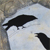 Thumbnail image of quilt titled &ldquo;The Harbingers&rdquo; by Gay Jensen 